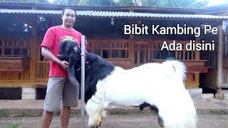 Hasil breeding kambing PE dan harganya