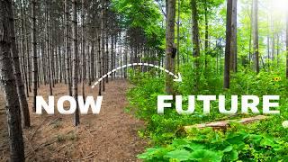 Transforming a Pine Plantation into Wildlife Paradise (ep.1)