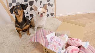 ドギーボックスチャレンジ！愛犬は空のBOXを見破れるのか！