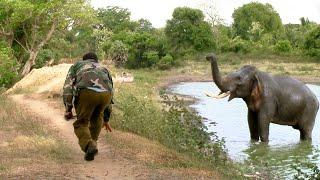 Wildlife officials injected medicine to this big tusk elephant whose leg was injured