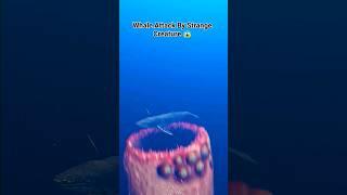 Whale Attack By Strange Creature | sansshravi #shorts #trending #shortvideo #shortsfeed #trending