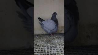 Barless Pigeons: The French Connection