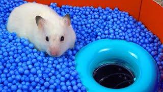  World's Largest Hamster Maze -Obstacle course!