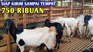 Ready Kambing Betina 750 Ribuan Melayani Eceran Hingga Partai Besar