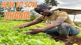 How to sow Dhania the right way