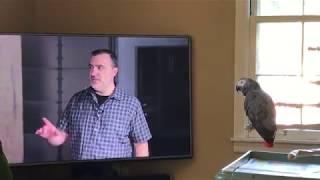 My bird can't resist the laugh of Rich Evans