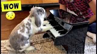 I taught my Rabbit Piano!