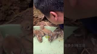 上山挖兔子洞抓小兔子 上山挖兔子洞抓小兔子，自家山上散养的兔子兔子 动物 农村创业养殖