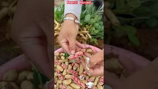 Peanut harvest, a pull out, the particles full, bright red look good。     花生收穫，一拔就出來了，顆粒飽滿，鮮紅好看