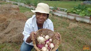 Our Turnip Harvest