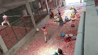 Onion storage godown dholana madhya Pradesh (part 2)