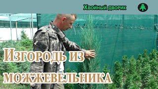 Что делать с можжевельником скальным, если он не держит форму, — один из вариантов!