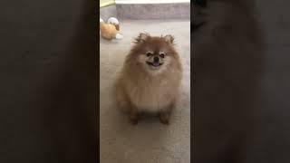 tiny cute pomeranian happy puppies funny videos