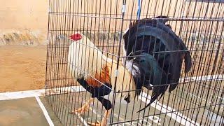 El Gallo Poultry Show