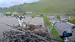 Black-billed Magpie Investigates Hellgate Osprey Nest, Gets Chased Away By Male – May 7, 2024