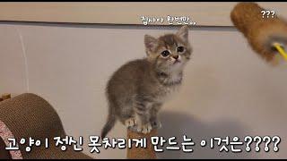 고양이 정신 못 차리게 만드는 장난감 / 아기고양이 놀아주기