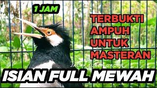 Jalak Suren Gacor Paling Mantap - Suara Merdu untuk Masteran Burung Juara