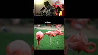 How Different Animals Sleep? #shorts #viral #shortvideo #reaction #reactionvideo #reactify