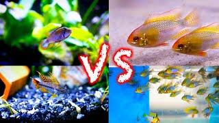 Ram Cichlids vs Apistogramma CIchlids: Which is Best?