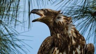 Nikon D850 - D500 - Nikkor 200-500mm - Juvenile Bald Eagles Bird / Wildlife Photography