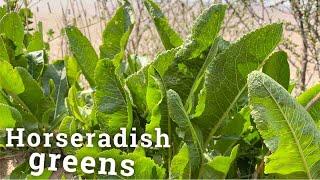 Horseradish greens