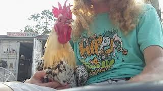 Jack Frost the rooster rides on a roller coaster for the first time 