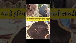 World most expensive wood ? || लाल चंदन लकड़ी से भी महंगा || @factworldshorts#africanblackwood