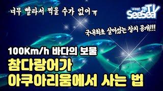 살아있는 참다랑어를 보는건 거의 불가능합니다. 하지만! 제주가 또 해냈습니다!!