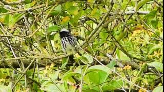 Tit-Tyrant Pied Crested 138