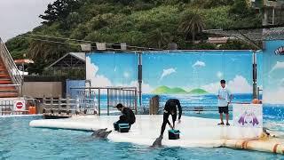 Dolphin Show