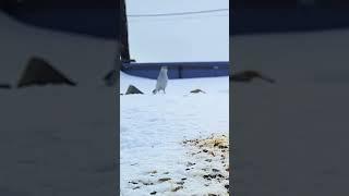 Пуночка бежит до кормушки (Snow bunting)