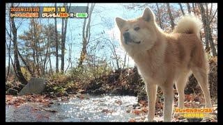 【秋田犬Vlog】いつもの散歩道　びしゃもん観察・骨・前編　　　　　　　　　　　　               　　　　　　　　　　　　　　　　　　　　　　　　　　　　2021/11/03　毘沙門１歳