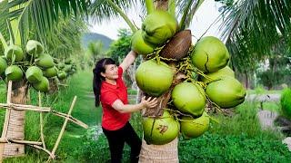 How to Harvest Coconut, goes To Market Sell - Harvesting and Cooking |Tieu Vy Daily Life