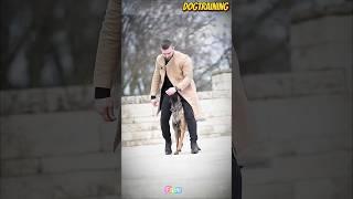 Belgian malinois training#malinois #becgie#germanshepherd #doglove #pets #dog #dogtraining #k9