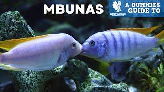 Don't Buy MBUNA CICHLIDS Without Watching This First!