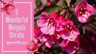 5 Wonderful Weigela Shrubs | Naturehills.com