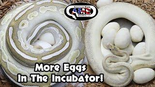 More Eggs In The Incubator! v136 ame