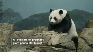 Preparing for a Giant Panda Cub at Smithsonian's National Zoo