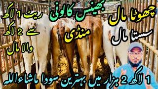 Bhains Colony Mandi Karachi Cattle Rates Update || 16 may 2025 || Cow Mandi 2025