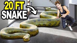 We Got The 5 Largest Snakes On The Planet!