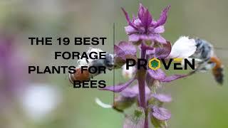 Grow a Buzz-Worthy Garden: 19 Best Forage Plants for Bees