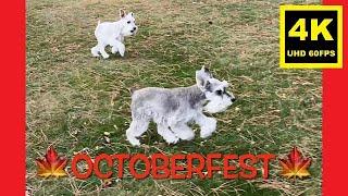 UNLEASHED! Octoberfest '24 - Miniature Schnauzer Brothers