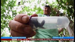 World's largest (Wallace) bee rediscovered (Indonesia) - BBC & ITV News - February 2019