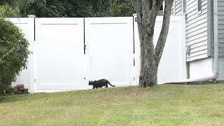 North Haven finalizing plans to trap feral cats