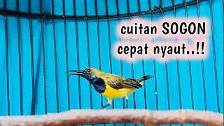 Cuitan SOGON cepat nyaut SOGON lain #sogon #sogokontong #cuitansogon #pancingansogonagarbunyi #gacor