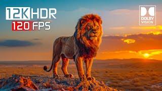 Amazing Animals: Ultimate Wild Animals 12K HDR 120fps Dolby Vision