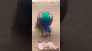 video more Ka #peacock