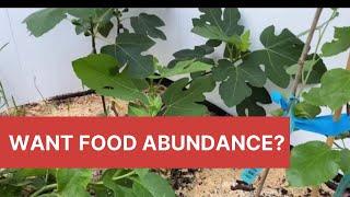 Want Food Abundance? Growing Fig in a Cold Climate: S2 E3