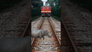 Hippo's CRAZY Train Track Adventure