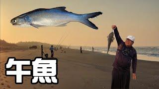 [胖咪]去追午魚 想不到來個意外之喜／ 又是一隻沙灘紀錄魚／surf fishing casting！